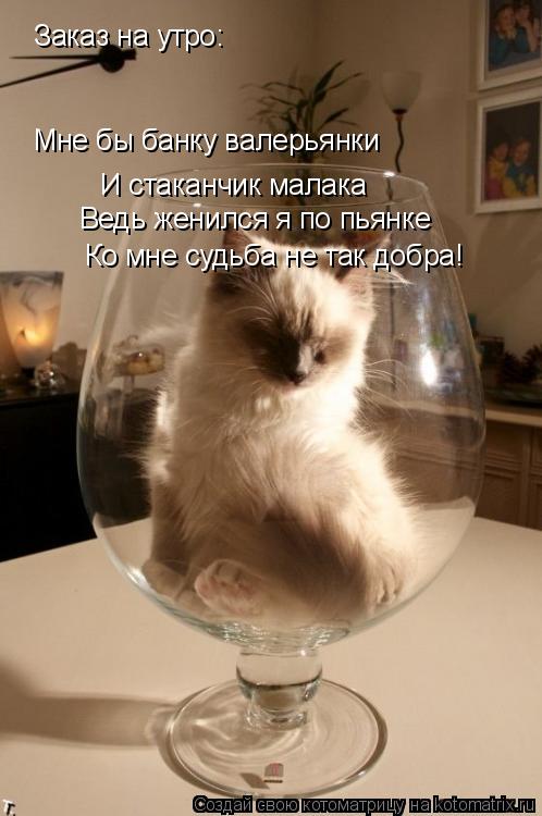 Котоматрица: Заказ на утро: Мне бы банку валерьянки И стаканчик малака Ведь женился я по пьянке Ко мне судьба не так добра!