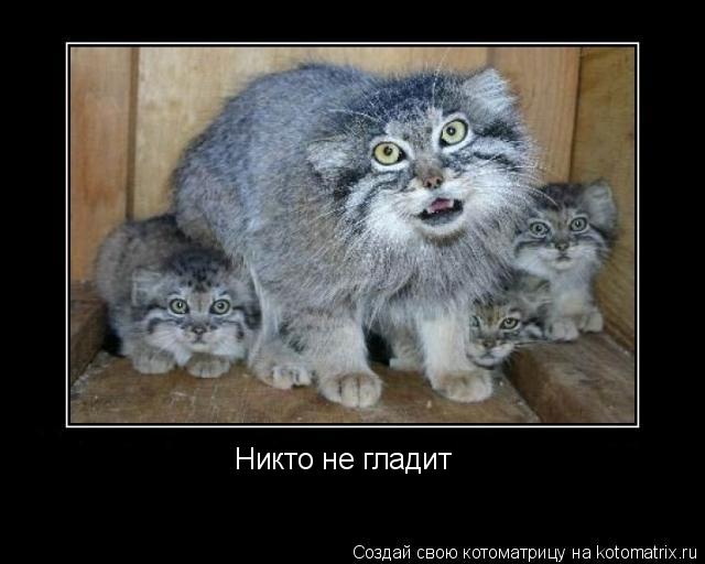 Котоматрица: Никто не гладит