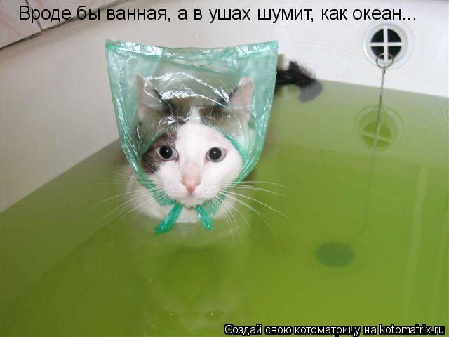 Котоматрица: Вроде бы ванная, а в ушах шумит, как океан...