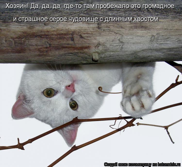 Котоматрица: Хозяин! Да, да, да, где-то там пробежало это громадное и страшное серое чудовище с длинным хвостом