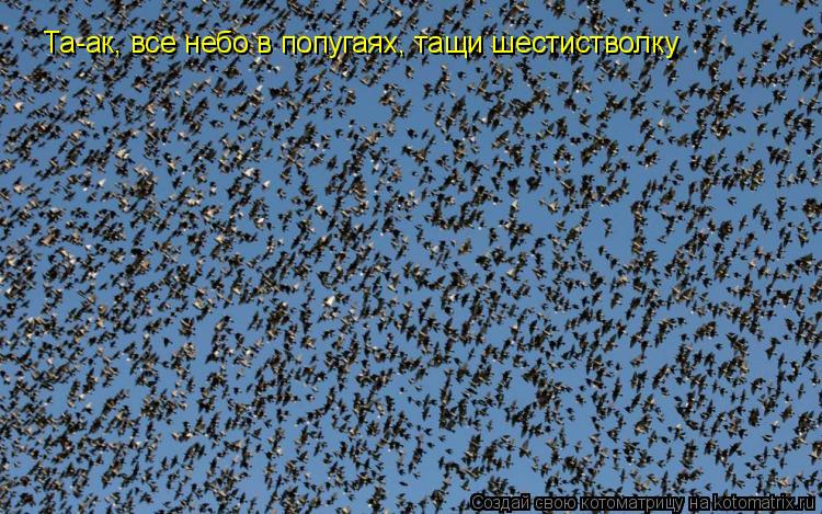 Котоматрица: Та-ак, все небо в попугаях, тащи шестистволку