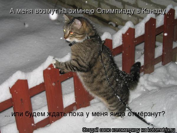 Котоматрица: А меня возмут на зимнею Олимпиаду в Канаду  или будем ждать пока у меня яица отмёрзнут? ... ...