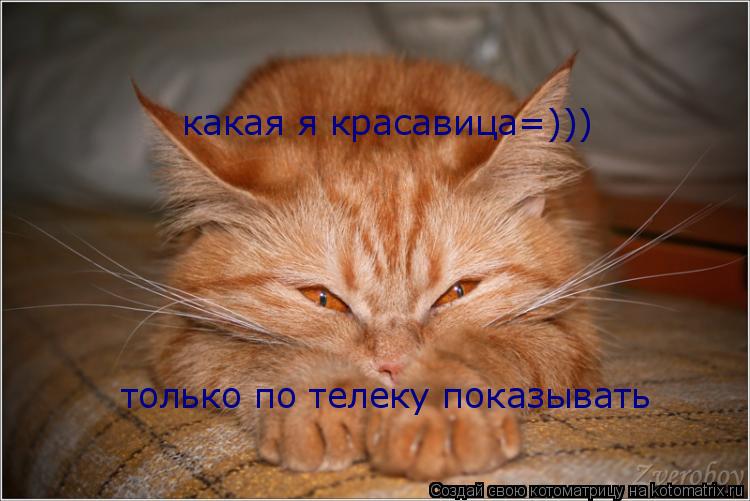 Котоматрица: какая я красавица=))) только по телеку показывать