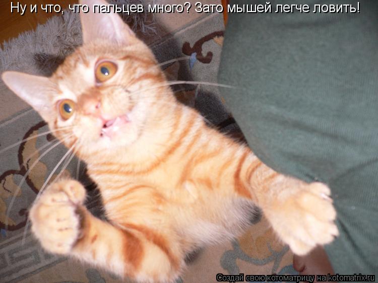 Котоматрица: Ну и что, что пальцев много? Зато мышей легче ловить!