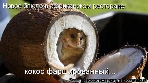 Котоматрица: Новое блюдо в африканском ресторане: кокос фаршированный...
