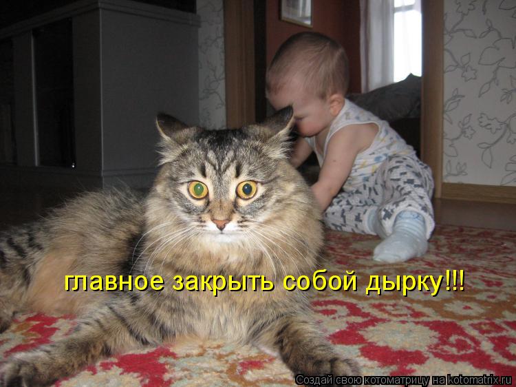 Котоматрица: главное закрыть собой дырку!!!