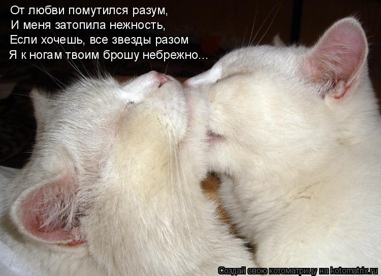 От любви помутился разум, И меня затопила нежность, Если хочешь, все звезды разом Я к ногам твоим бро... Котоматрица: От любви помутился разум, И меня затопила нежность, Если хочешь, все звезды разом Я к ногам твоим брошу небрежно...