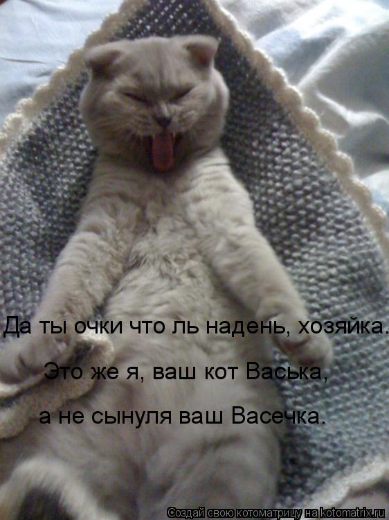 Котоматрица: Да ты очки что ль надень, хозяйка.   а не сынуля ваш Васечка.    Это же я, ваш кот Васька,
