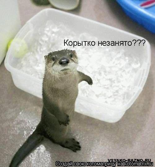 Котоматрица: Корытко незанято???