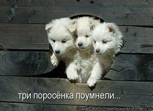 Котоматрица: три поросёнка поумнели...