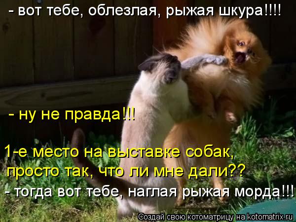 Котоматрица: - тогда вот тебе, наглая рыжая морда!!! - ну не правда!!!  просто так, что ли мне дали?? 1-е место на выставке собак, - вот тебе, облезлая, рыжая шкур