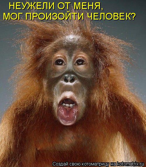 Котоматрица: НЕУЖЕЛИ ОТ МЕНЯ, МОГ ПРОИЗОЙТИ ЧЕЛОВЕК?