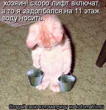 Котоматрица: хозяин! скоро лифт включат,  а то я задолбался на 11 этаж  воду носить.
