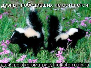 Котоматрица: дуэль - победивших не останется