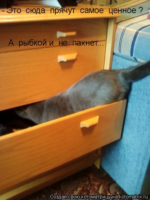Котоматрица: - Это  сюда  прячут  самое  ценное ?  А  рыбкой и  не  пахнет...