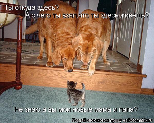 Котоматрица: Ты откуда здесь? А с чего ты взял,что ты здесь живёшь? Не знаю,а вы мои новые мама и папа?