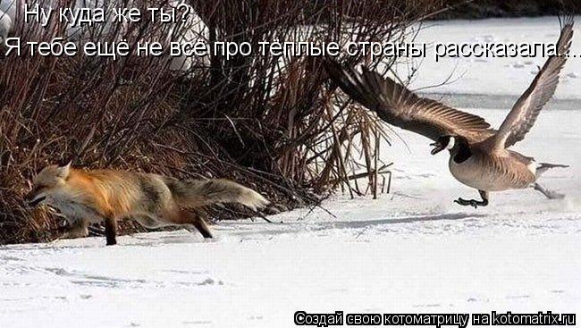 Котоматрица: Ну куда же ты? Я тебе ещё не всё про тёплые страны рассказала....