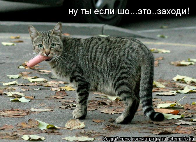 Котоматрица: ну ты если шо...это..заходи!