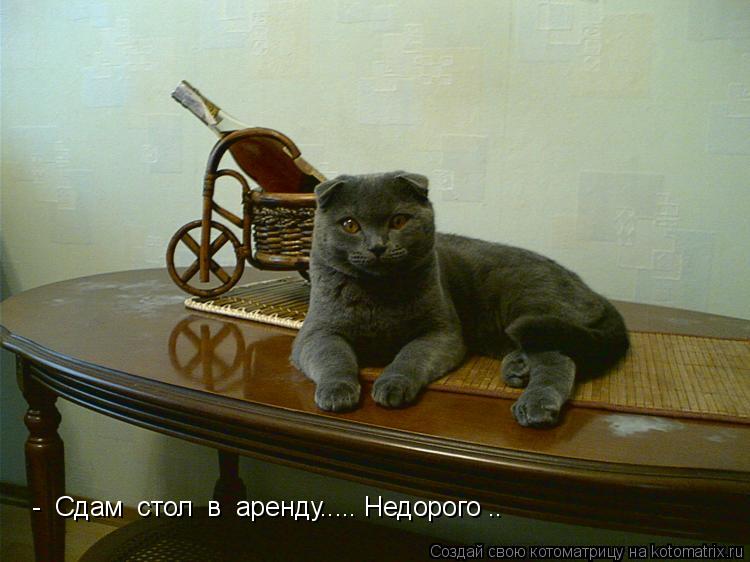 Котоматрица: -  Сдам  стол  в  аренду..... Недорого ..