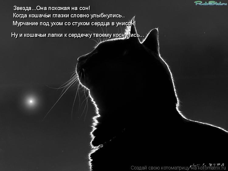 Котоматрица: Звезда...Она похожая на сон! Когда кошачьи глазки словно улыбнулись.. Мурчание под ухом со стуком сердца в унисон! Ну и кошачьи лапки к сердеч