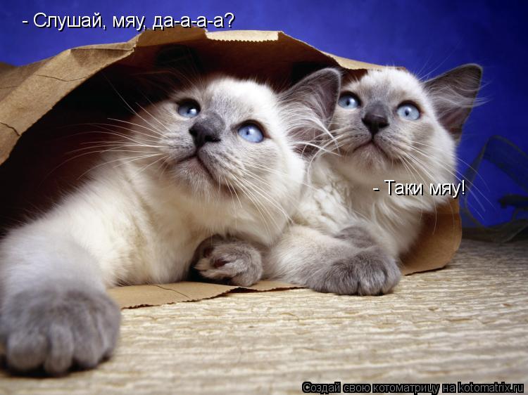 Котоматрица: - Слушай, мяу, да-а-а-а? - Таки мяу!
