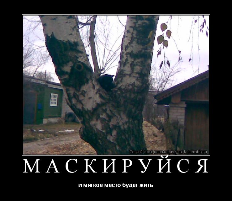 Котоматрица: маскируйся и мягкое место будет жить