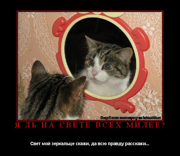 Котоматрица: Я ль на свете всех милее? Свет мой зеркальце скажи, да всю правду расскажи...