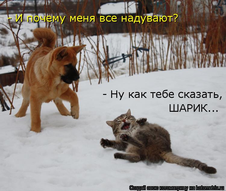 - И почему меня все надувают? - Ну как тебе сказать, ШАРИК...... Котоматрица: - И почему меня все надувают? - Ну как тебе сказать, ШАРИК...