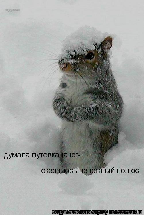Котоматрица: думала путевкана юг- оказалось на южный полюс
