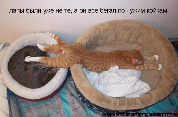 Котоматрица: лапы были уже не те, а он всё бегал по чужим койкам