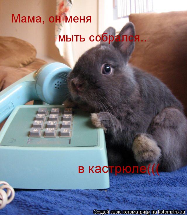 Котоматрица: Мама, он меня мыть собрался.. в кастрюле(((