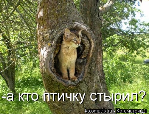 -а кто птичку стырил?... Котоматрица: -а кто птичку стырил?