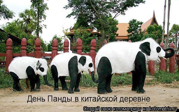 Котоматрица: День Панды в китайской деревне