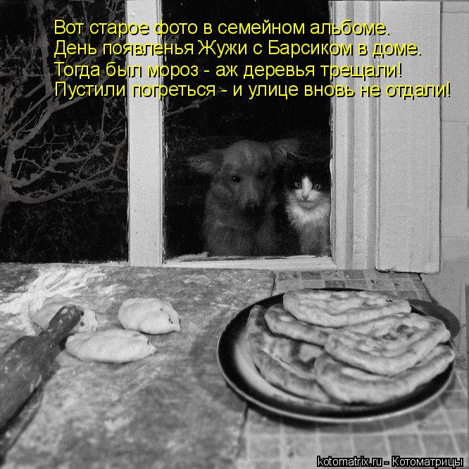Вот старое фото в семейном альбоме. День появленья Жужи с Барсиком в доме. Тогда был мороз - аж дерев... Котоматрица: Вот старое фото в семейном альбоме. День появленья Жужи с Барсиком в доме. Тогда был мороз - аж деревья трещали! Пустили погреться - и улице в