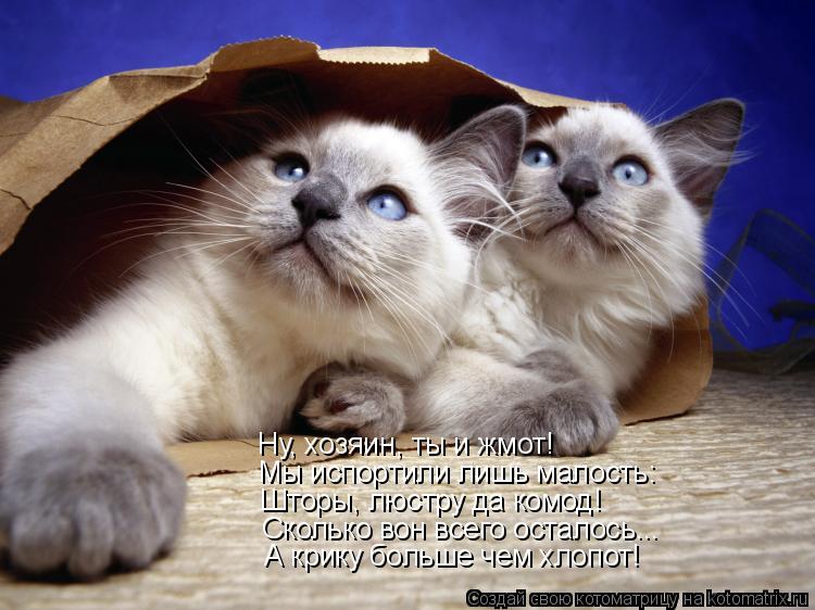 Ну, хозяин, ты и жмот! Мы испортили лишь малость: Шторы, люстру да комод! Сколько вон всего осталось.... Котоматрица: Ну, хозяин, ты и жмот! Мы испортили лишь малость: Шторы, люстру да комод! Сколько вон всего осталось... А крику больше чем хлопот!