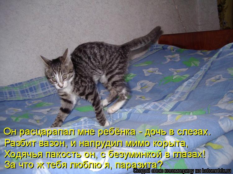 Он расцарапал мне ребёнка - дочь в слезах. Разбит вазон, и напрудил мимо корыта, Ходячья пакость он, ... Котоматрица: Он расцарапал мне ребёнка - дочь в слезах. Разбит вазон, и напрудил мимо корыта, Ходячья пакость он, с безуминкой в глазах! За что ж тебя люблю