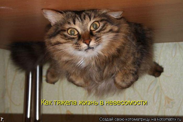 Как тяжела жизнь в невесомости... Котоматрица: Как тяжела жизнь в невесомости