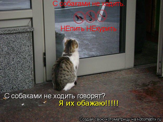 НЕпить НЕкурить С собаками не ходить. С собаками не ходить говорят? Я их обажаю!!!!!... Котоматрица: НЕпить НЕкурить С собаками не ходить. С собаками не ходить говорят? Я их обажаю!!!!!