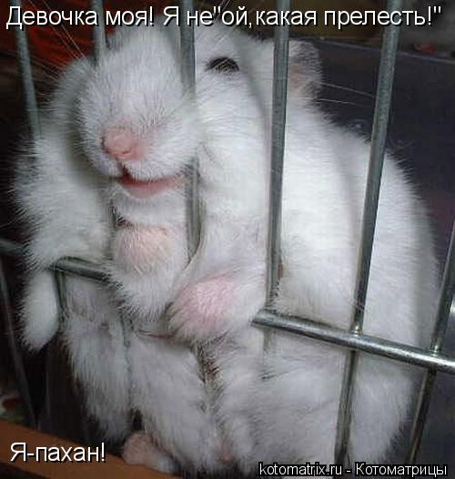 Девочка моя! Я не"ой,какая прелесть!" Я-пахан!... Котоматрица: Девочка моя! Я не"ой,какая прелесть!" Я-пахан!