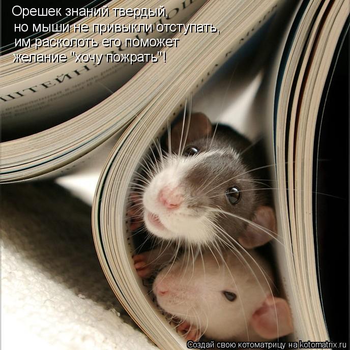 Котоматрица: Орешек знаний твердый, но мыши не привыкли отступать, им расколоть его поможет желание "хочу пожрать"!