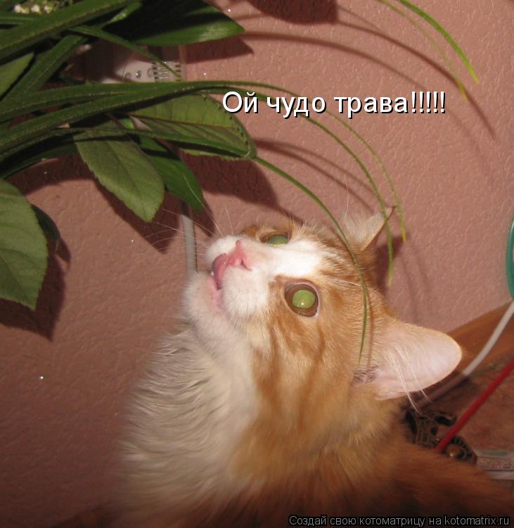 Котоматрица: Ой чудо трава!!!!!