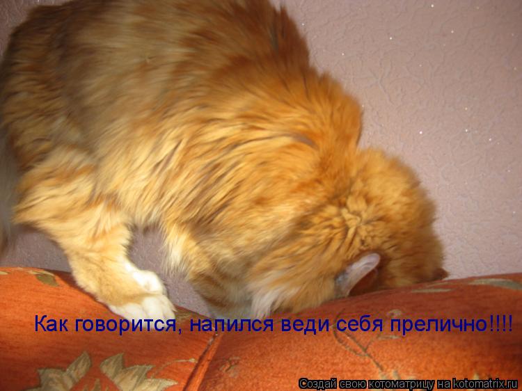 Котоматрица: Как говорится, напился веди себя прелично!!!!
