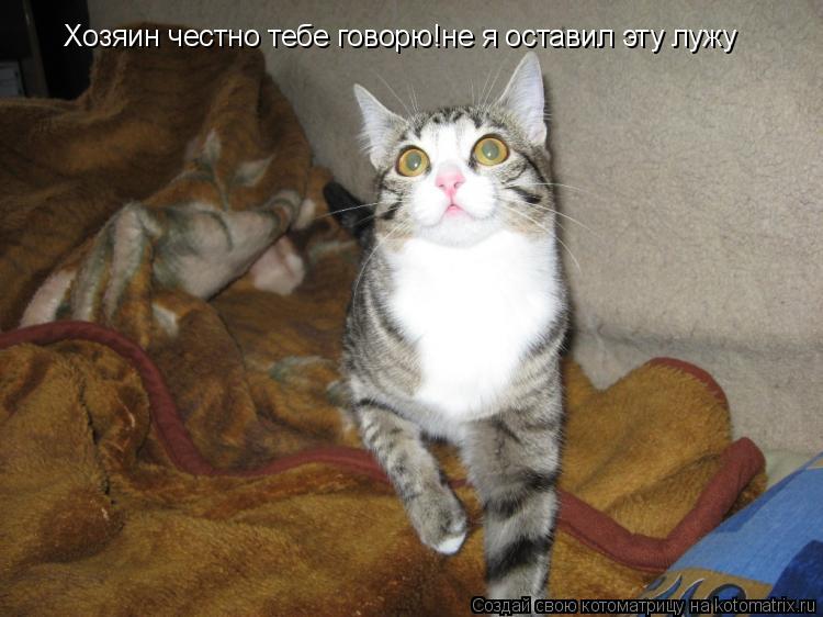 Котоматрица: Хозяин четно тебе говорю! Хозяин честно тебе говорю!не я оставил эту лужу