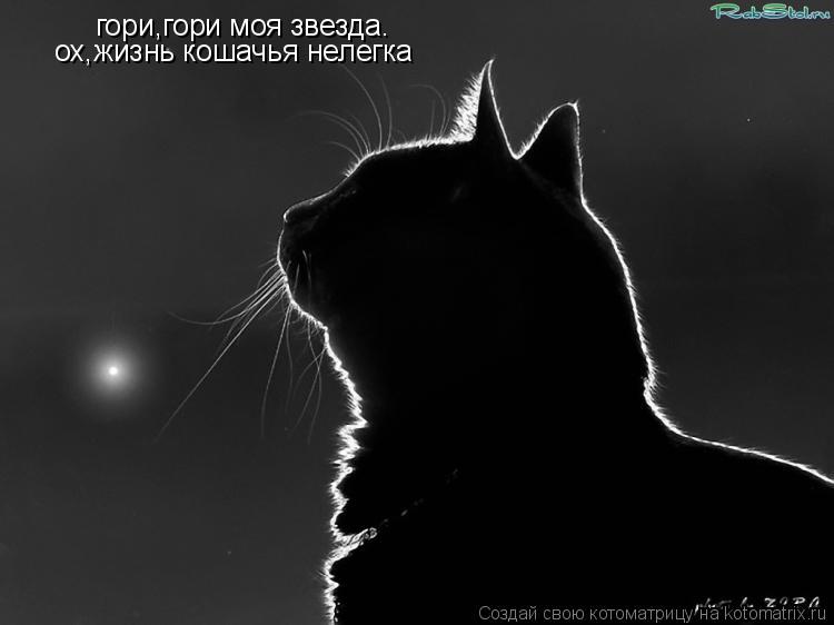 Котоматрица: гори,гори моя звезда. ох,жизнь кошачья нелегка