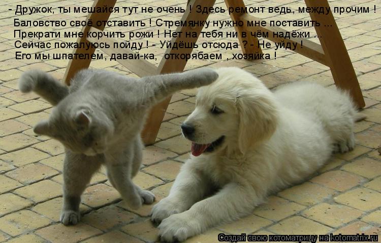 Котоматрица: Сейчас пожалуюсь пойду ! - Уйдёшь отсюда ? - Не уйду ! Его мы шпателем, давай-ка,  откорябаем , хозяйка ! Прекрати мне корчить рожи ! Нет на тебя н