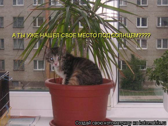Котоматрица: А ТЫ УЖЕ НАШЕЛ СВОЕ МЕСТО ПОД СОЛНЦЕМ????