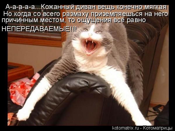 Котоматрица: А-а-а-а-а...Кожанный диван вещь конечно мягкая Но когда со всего размаху приземляешься на него причинным местом, то ощущения всё равно НЕПЕРЕ