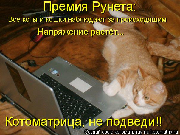 Котоматрица: Премия Рунета: Все коты и кошки наблюдают за происходящим Напряжение растёт... Котоматрица, не подведи!!