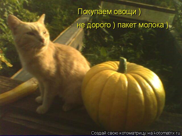 Котоматрица: Покупаем овощи ) не дорого ) пакет молока )