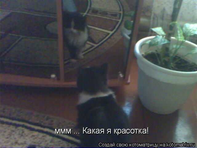 Котоматрица: ммм ... Какая я красотка!